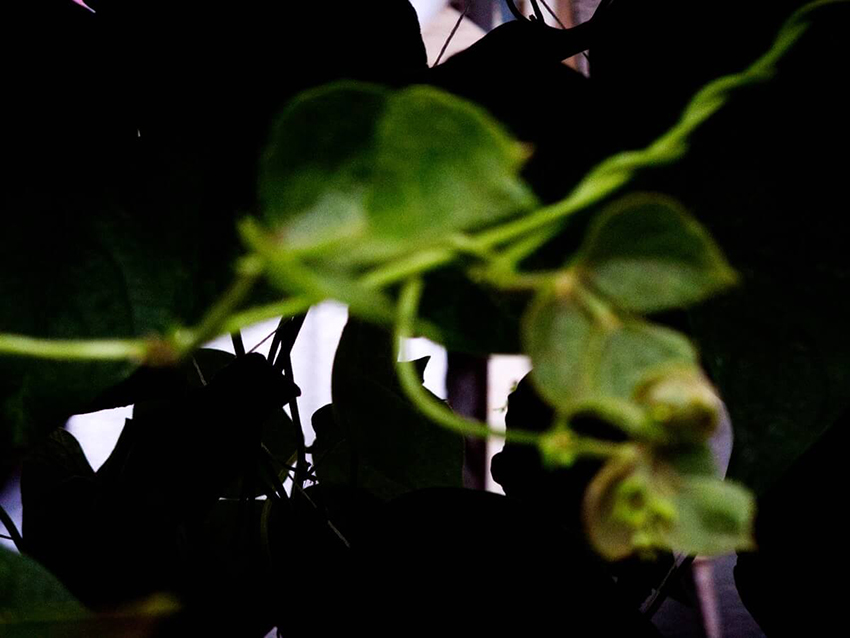 揚妻博之 「オルガネラ」